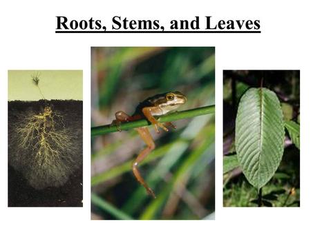 Roots, Stems, and Leaves. Roots Types of roots –Taproot: primary root that grows longer and thicker than the secondary roots (grows deeper) ex. carrots.