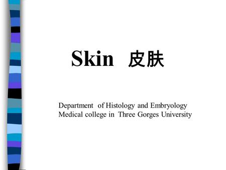 Skin 皮肤 Department of Histology and Embryology Medical college in Three Gorges University.