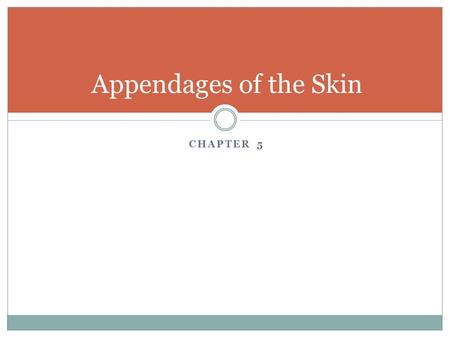 CHAPTER 5 Appendages of the Skin. Hair Body covered with millions of hairs a. follicles – most are present at birth b. hair papilla – hair growth begins.