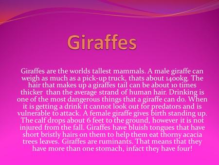 Giraffes are the worlds tallest mammals. A male giraffe can weigh as much as a pick-up truck, thats about 1400kg. The hair that makes up a giraffes tail.