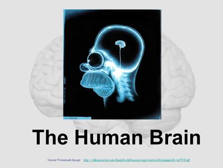 The Human Brain Master Watermark Image: http://williamcalvin.com/BrainForAllSeasons/img/bonoboLH-humanLH-viaTWD.gif.