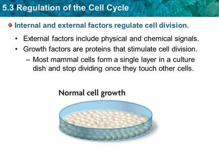 5.3 Regulation of the Cell Cycle Internal and external factors regulate cell division. External factors include physical and chemical signals. Growth factors.