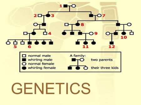 GENETICS. Genetics: The study of how traits encoded in our DNA are passed on. Used to predict the possible outcomes of a genetic cross –Depends on probability.