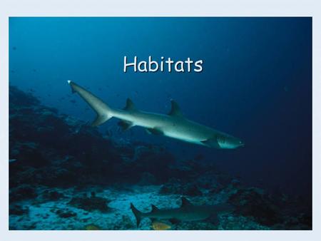 Habitats. What is a habitat ? Every animal has a habitat. The place where an animal or plant lives and grows is called its habitat. A habitat is where.