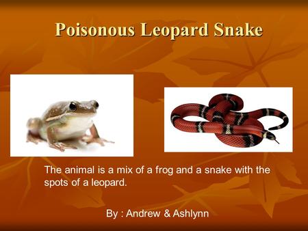 Poisonous Leopard Snake Poisonous Leopard Snake The animal is a mix of a frog and a snake with the spots of a leopard. By : Andrew & Ashlynn.