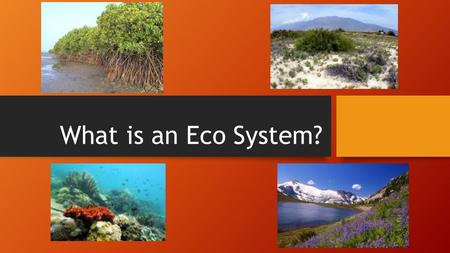 What is an Eco System?.