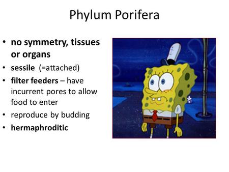 Phylum Porifera no symmetry, tissues or organs sessile (=attached)