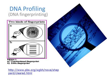 DNA Profiling (DNA fingerprinting)  pard/cleared.html.