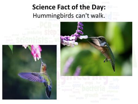 Science Fact of the Day: Hummingbirds can't walk..