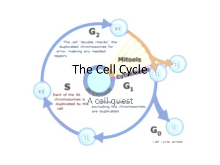 The Cell Cycle A cell quest. I. Cell Cycle: Purpose A. The cell cycle is the cycle a cell goes through in order to make additional cells. 1.Growth 2.Replacing.