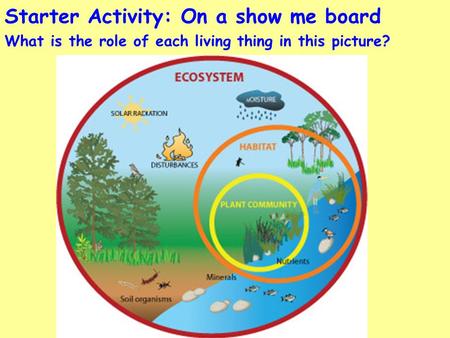 Starter Activity: On a show me board What is the role of each living thing in this picture?