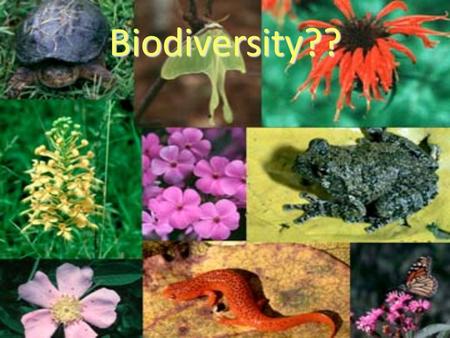 Biodiversity??. Ecosystem An environment that includes all the biotic organisms (living things, like plants, animals, and bacteria) and the abiotic factors.