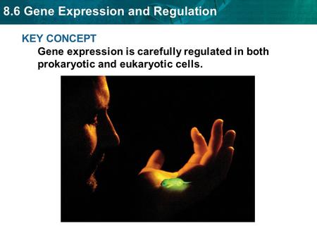 Prokaryotic cells turn genes on and off by controlling transcription.