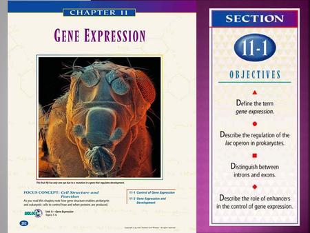ROLE OF GENE EXPRESSION:  Activation of a gene that results in a protein  Cells DO NOT need to produce proteins for every code. GENOME:  Complete genetic.
