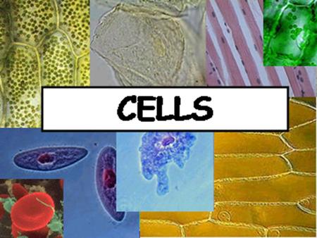 CELLS Smallest unit of life that can carry out all the functions of an organism.