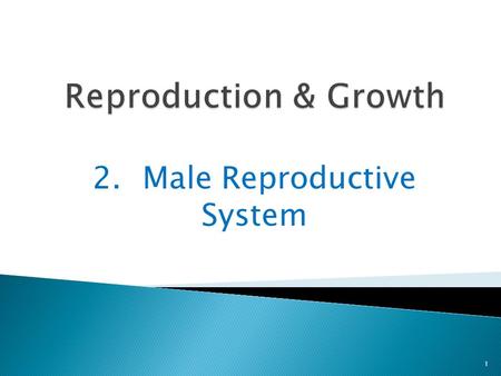 2.Male Reproductive System 1. Boys have different sex organs than girls 2 In boys, the sex organs are 2 testes.