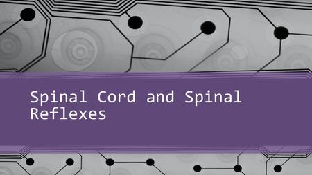 Spinal Cord and Spinal Reflexes. Gross Spinal Anatomy Connects brain to body carries impulses to and from brain. Extends from brain to L1 Braches to create.