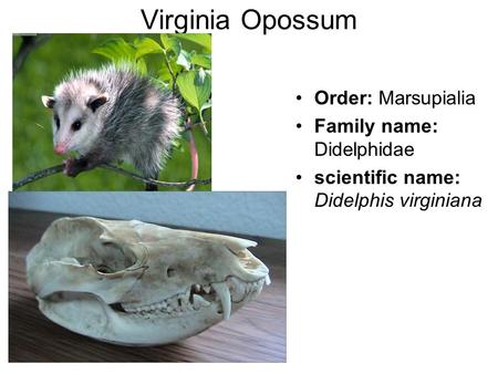 Virginia Opossum Order: Marsupialia Family name: Didelphidae