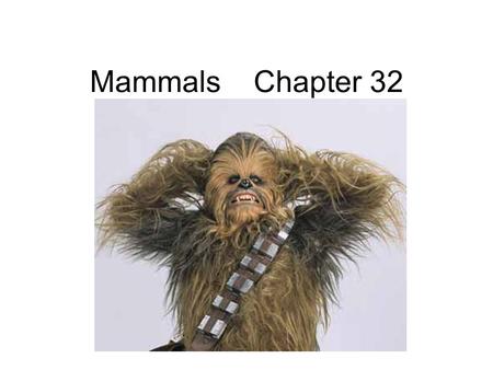 Mammals Chapter 32 What’s a mammal? hair mammary glands breathe air and have a diaphragm 4 chamber heart/ double loop circulation endotherms.