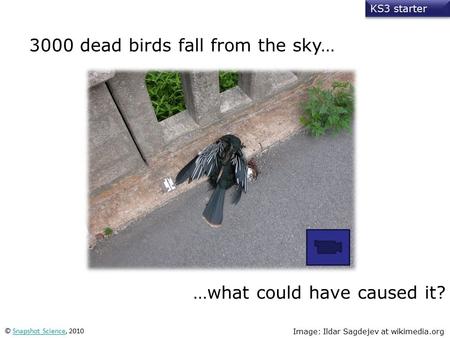3000 dead birds fall from the sky… KS3 starter …what could have caused it? © Snapshot Science, 2010Snapshot Science Image: Ildar Sagdejev at wikimedia.org.