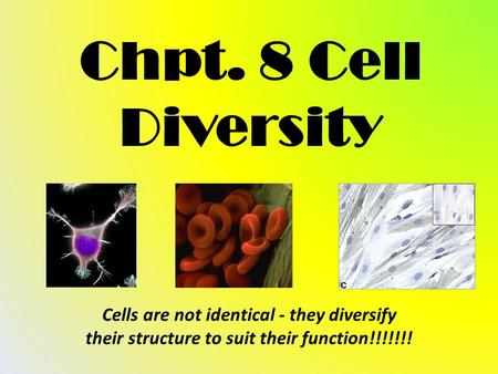 Chpt. 8 Cell Diversity Cells are not identical - they diversify their structure to suit their function!!!!!!!
