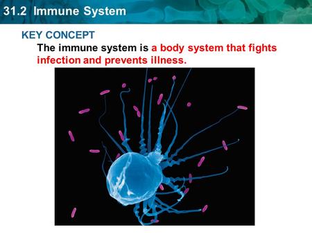 31.2 Immune System KEY CONCEPT The immune system is a body system that fights infection and prevents illness.