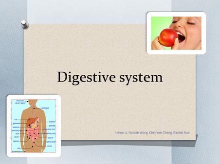 Digestive system Helen Li, Natalie Wong, Chih-Yee Cheng, Rachel Kua.