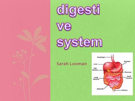 Sarah Looman. Main functions The digestive system digests food It collects nutrients Breaks down food for energy.