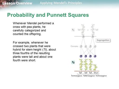 Lesson Overview Lesson Overview Applying Mendel’s Principles Probability and Punnett Squares Whenever Mendel performed a cross with pea plants, he carefully.