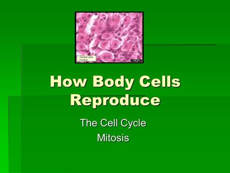 How Body Cells Reproduce The Cell Cycle Mitosis. This is a continuous cycle of growth and division. 2 Phases: -Growth (Interphase) -Division (Mitosis)