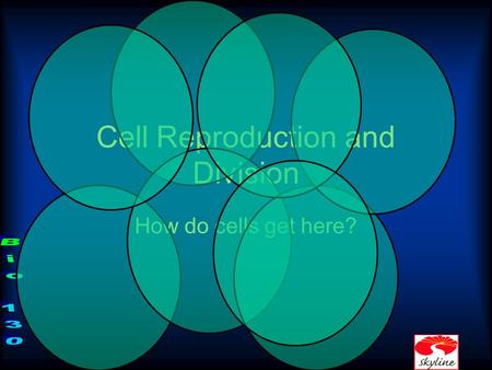 Cell Reproduction and Division How do cells get here?
