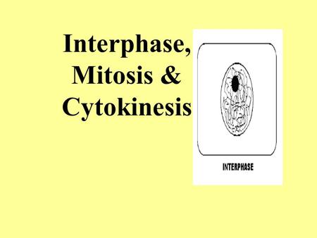 Interphase, Mitosis & Cytokinesis