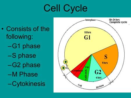 Cell Cycle Consists of the following: –G1 phase –S phase –G2 phase –M Phase –Cytokinesis.