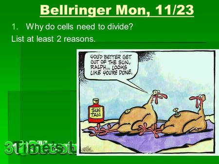 Bellringer Mon, 11/23 1.Why do cells need to divide? List at least 2 reasons.