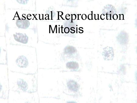1 1 Asexual Reproduction Mitosis. How do little elephants grow up to be BIG elephants?