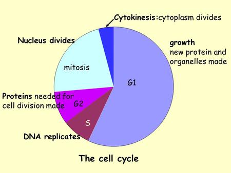 The cell cycle Cytokinesis: cytoplasm divides Nucleus divides growth