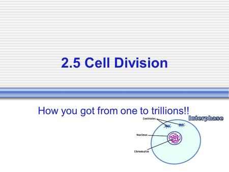 2.5 Cell Division How you got from one to trillions!!