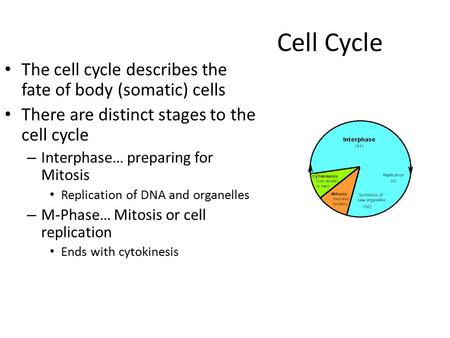 Cell Cycle The cell cycle describes the fate of body (somatic) cells There are distinct stages to the cell cycle – Interphase… preparing for Mitosis Replication.