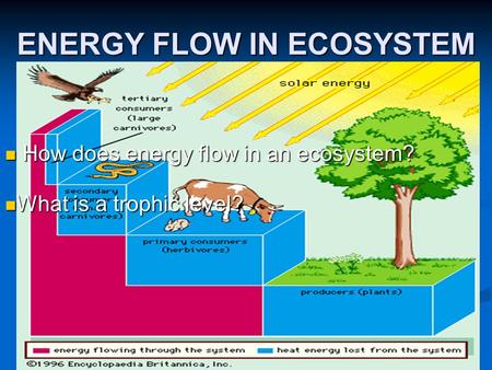 ENERGY FLOW IN ECOSYSTEM How does energy flow in an ecosystem? How does energy flow in an ecosystem? What is a trophic level? What is a trophic level?