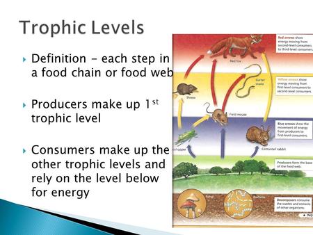 Trophic Levels Definition - each step in a food chain or food web