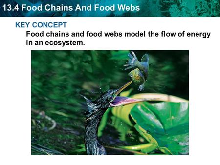 13.4 Food Chains And Food Webs KEY CONCEPT Food chains and food webs model the flow of energy in an ecosystem.