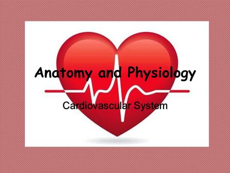 Anatomy and Physiology Cardiovascular System. Heart Cone shaped Muscular Large arteries and veins continuous at base Surrounded by pericardium.