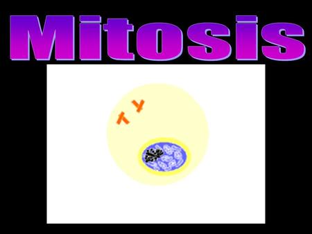 What is Mitosis? Mitosis: Cell division involving somatic (non- sex) cells Involves only diploid cells Form of asexual reproduction for some life (bacteria.