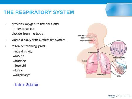 THE RESPIRATORY SYSTEM provides oxygen to the cells and removes carbon dioxide from the body. works closely with circulatory system. made of following.