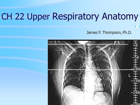 CH 22 Upper Respiratory Anatomy James F. Thompson, Ph.D.