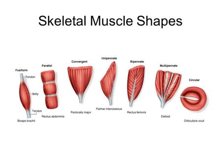 Skeletal Muscle Shapes. Fusiform muscles –thick in middle and tapered at ends Parallel muscles have parallel muscle fibers Convergent muscle –broad at.