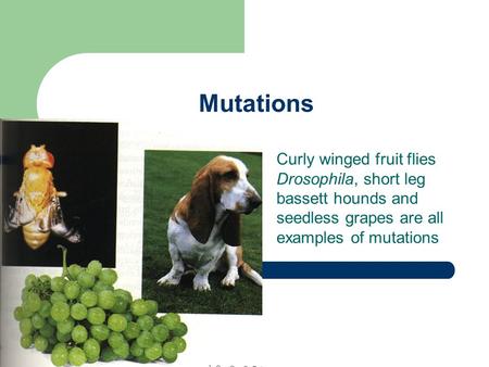 Mutations Curly winged fruit flies Drosophila, short leg bassett hounds and seedless grapes are all examples of mutations.