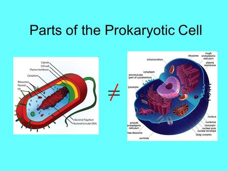 Parts of the Prokaryotic Cell. Check your Understanding 1) What is the main difference between a prokaryotic and eukaryotic cell? 2) What are the parts.
