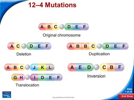 End Show Slide 1 of 24 Copyright Pearson Prentice Hall 12-4 Mutations 12–4 Mutations.