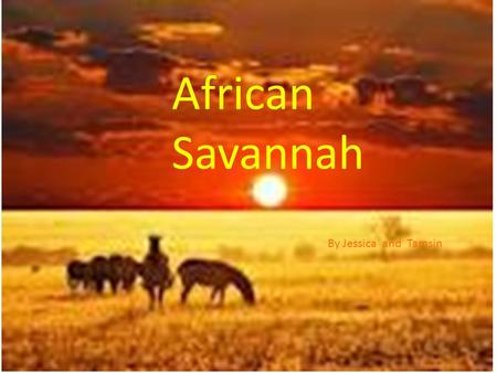 African Savannah By Jessica and Tamsin. Facts. The African Savanna grasslands are expansive areas with scattered trees that lie between the continents.